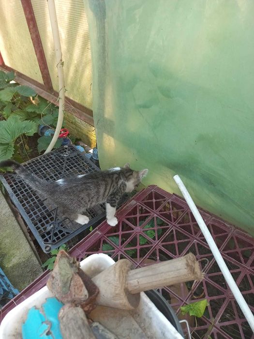 ofer pisoi de 1 luna spre adoptie in Pitesti sau Bucuresti