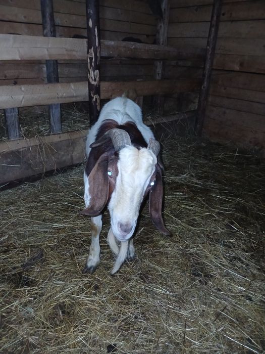 Vând sau schimb tap boier