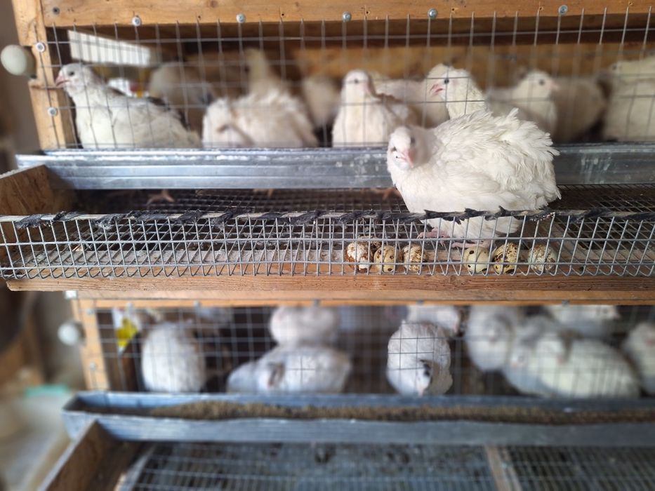 Бодене  Белый гигант