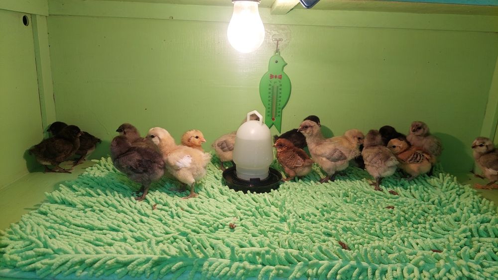 Циплята амераукана.