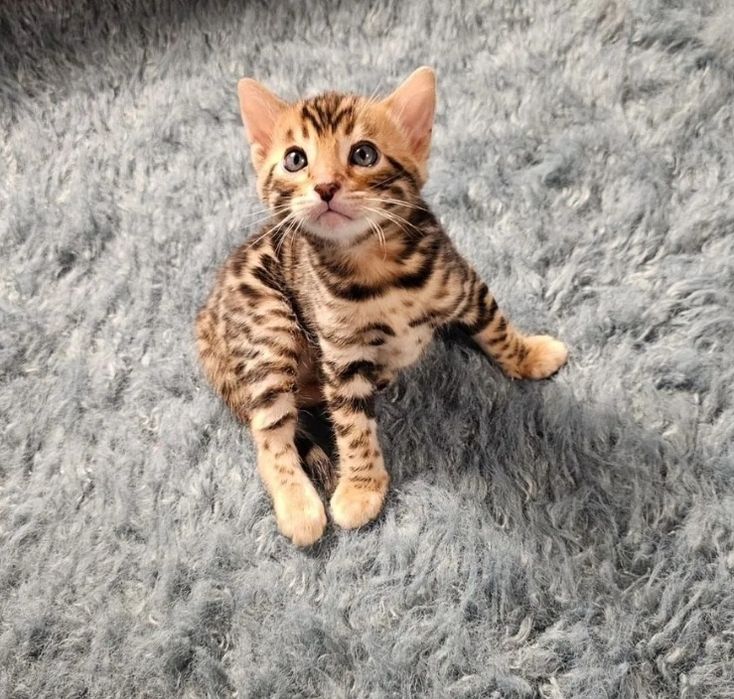 Бенгальские котята