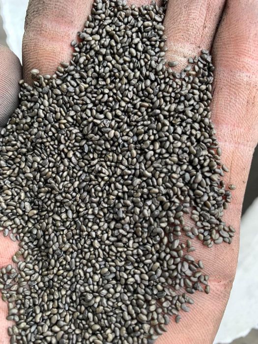 Семена клевера люцерна