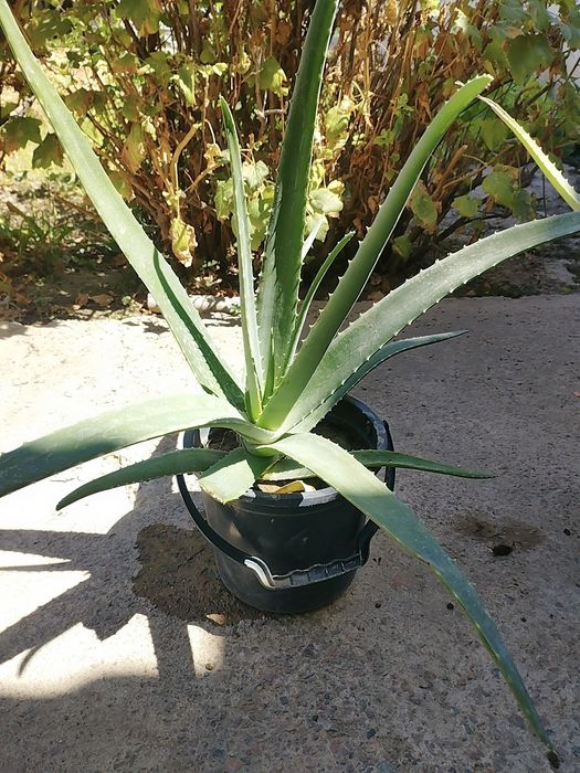 В наличии есть Лечебное  Алоэ Вера Продам