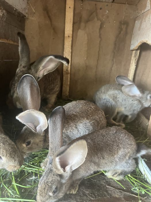 Disponibili spre vânzare pui de Uriaș German, în vârstă de 2 luni