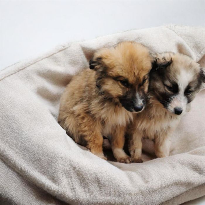 5 Căței metiș husky