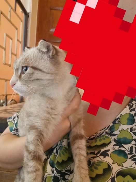 Ширингина  мехирибон еркатой мушукчаларимни  хадияга бераман