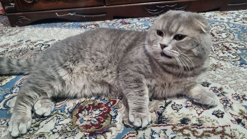Scottish Fold sotiladi