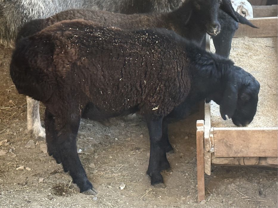 Qo’zi Qo’chqor Sotiladi yeb ichishi a’lo 100%