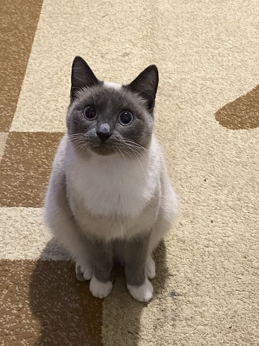 Мысык, кошка , отдам в хорошие руки