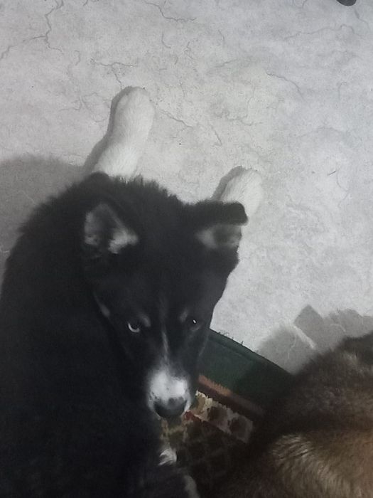 Продам щенок на добрый рук