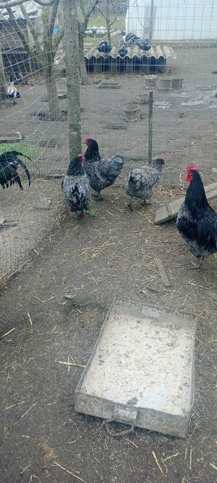 Oua incubare australorp negru si albastru