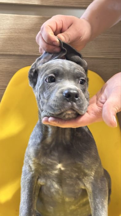 Щенок кане корсо