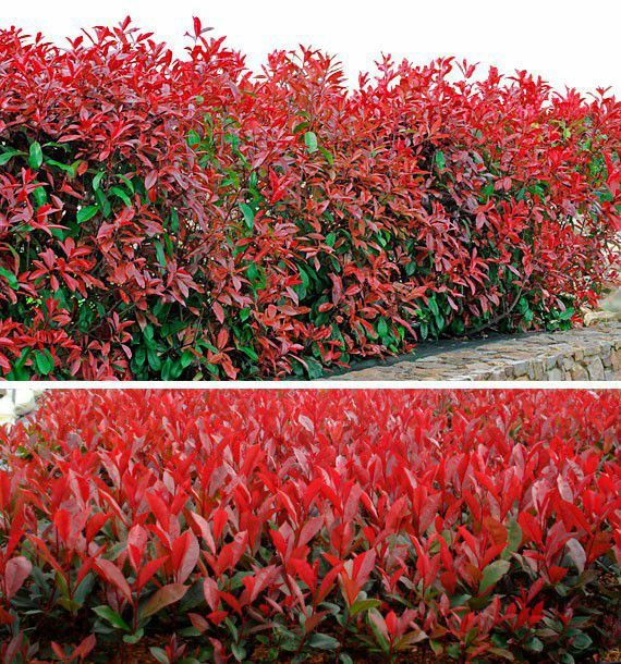 Photinia (Gard Viu )