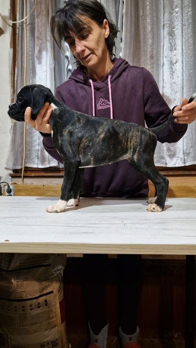 Продават се Немски Боксер