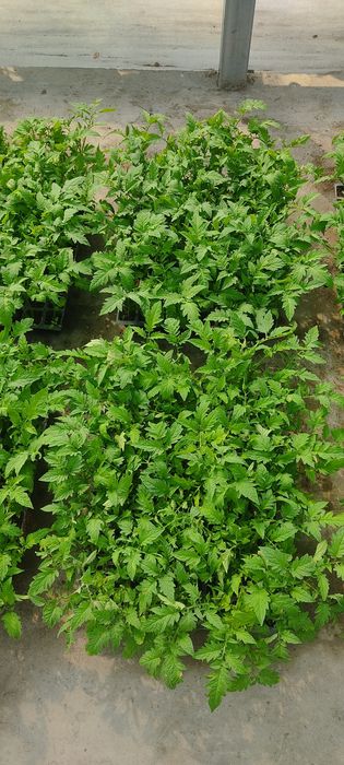 Bachki koʻchat sotiladi alamina nav