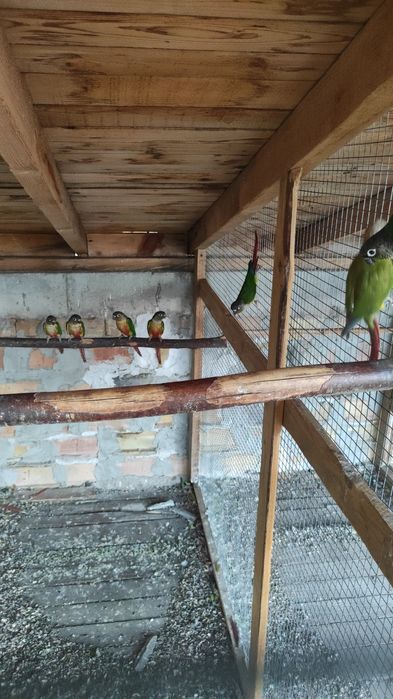 Продавам папагали пирура молина