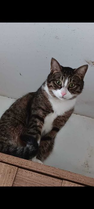 Adoptie motani tineri