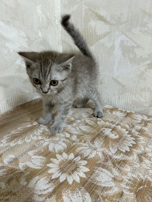 Scottish Straight Mushuk bolasi sotiladi