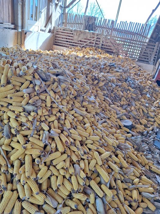 Vând porumb știulete