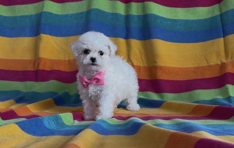 Cățelușă din rasa Bichon Frise de vânzare