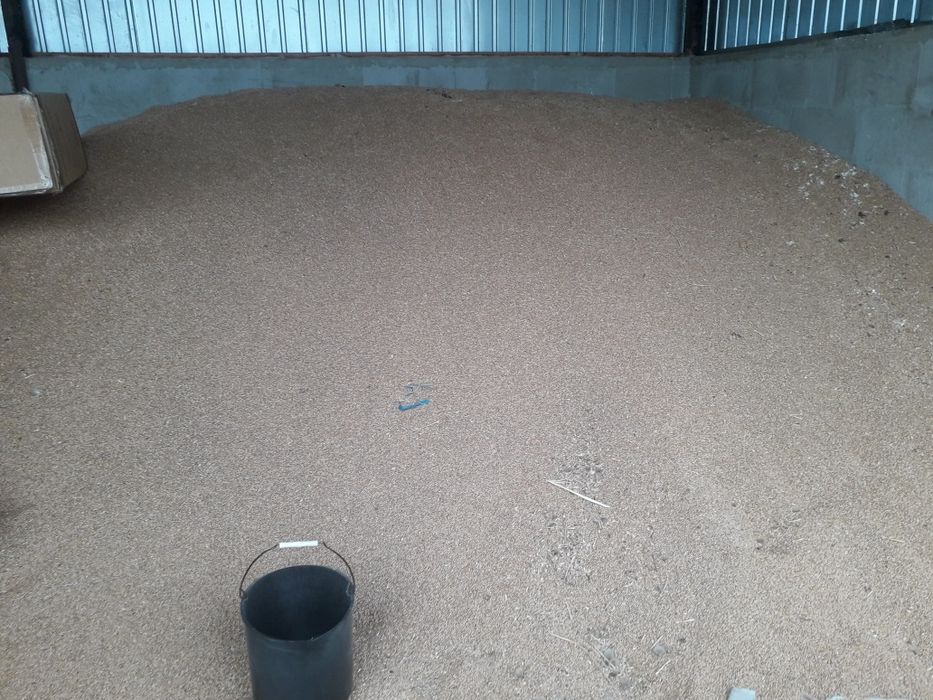 Vând grâu la Camãr, Sălaj