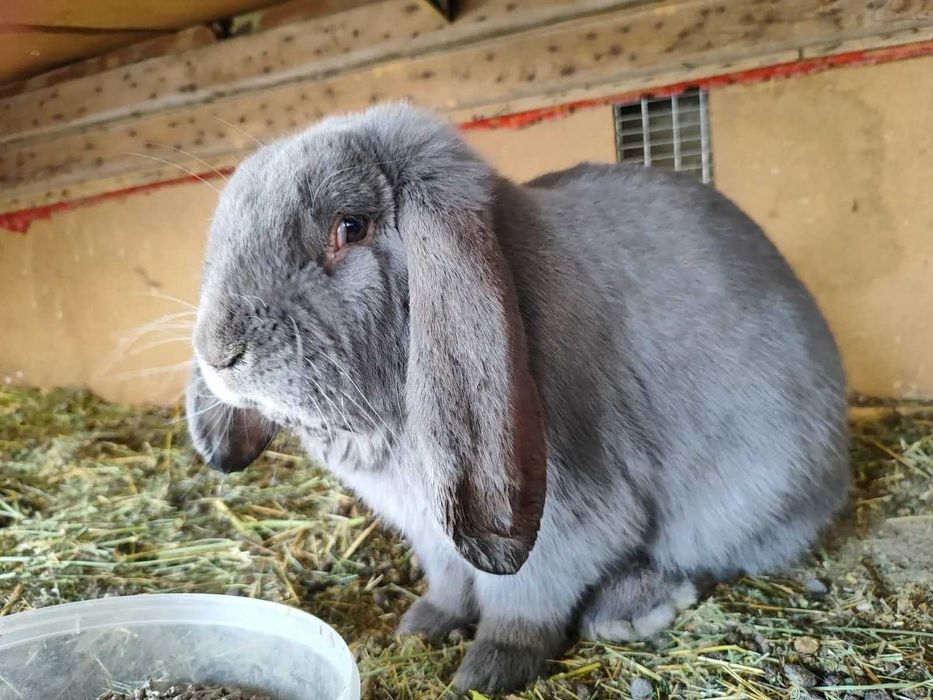 продам кролят  разных