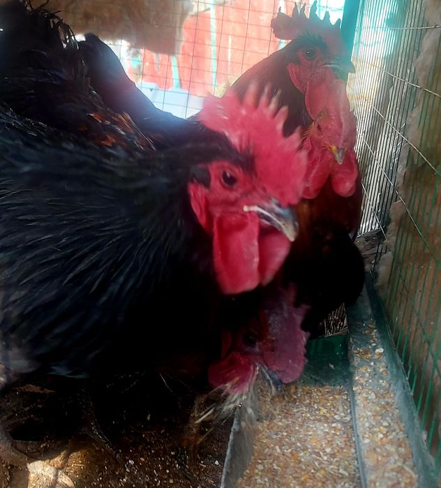 Продам красивых петухов