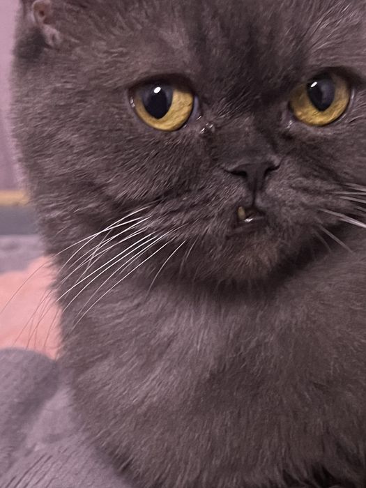 Отдам в хорошие руки