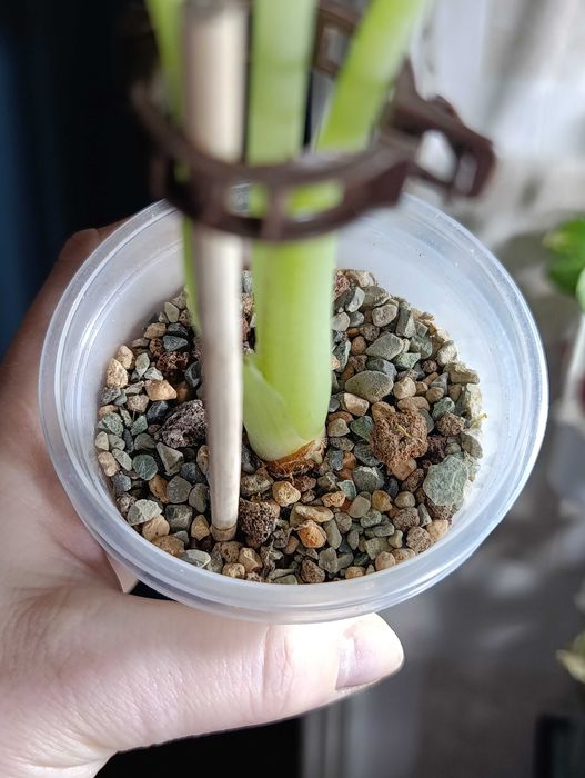 Цветы Фергана.Алоказия Регал Шилдс