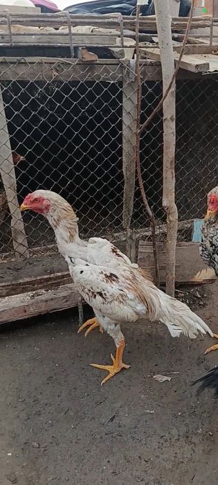 Зоти тозс турк сотилади