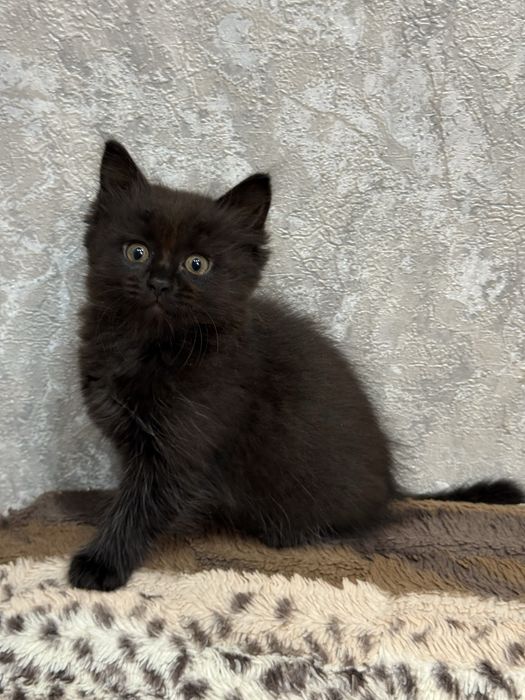 Котята  бесплатно