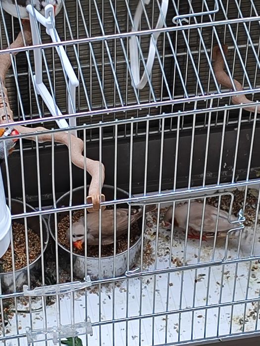 Zebre australiene/ păsări mici