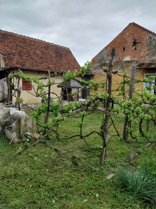 Casă de vanzare+ teren/anexe