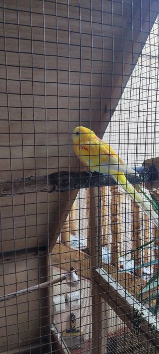 Papugay sotiladi rubin pepshi