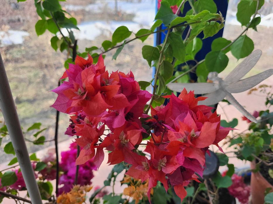 Продам роскошные Бугенвилии