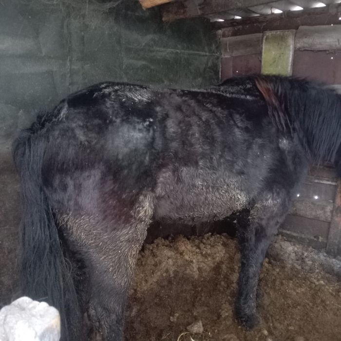 Продам байтал откормленный