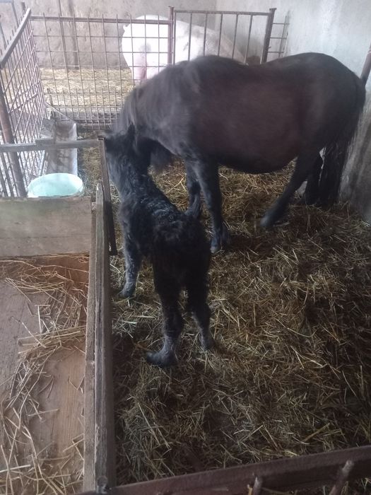 Vând poenita cu mânzut