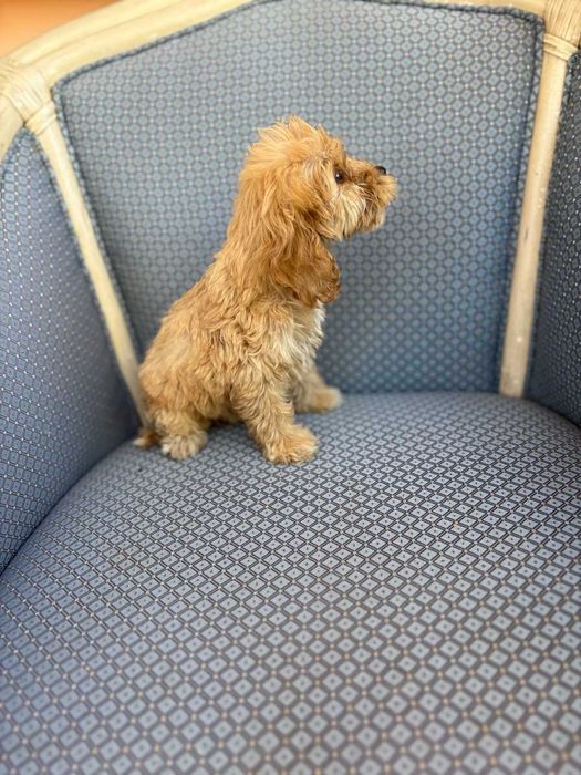 Кученца Кокер/ Лаго