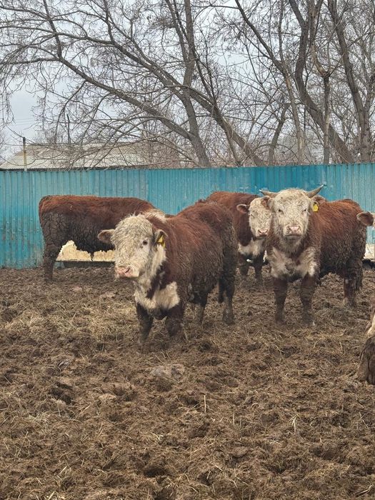 Продам белоголовых бычков.