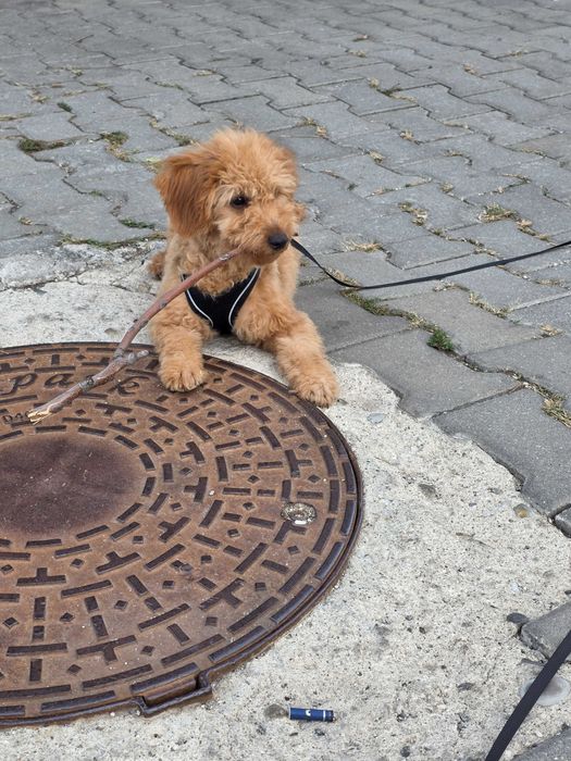 Donez pui catel in varsta de 5 luni pudel