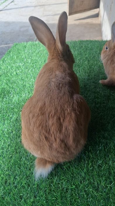 Бургун 4 месячные кролики