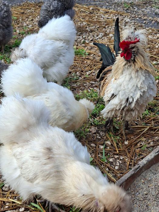 Разплодни яйца от копринки :)