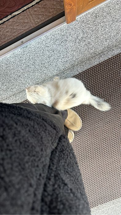 Кошечка ищет дом !