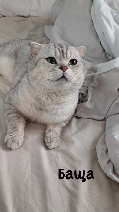 Шотландско котенце