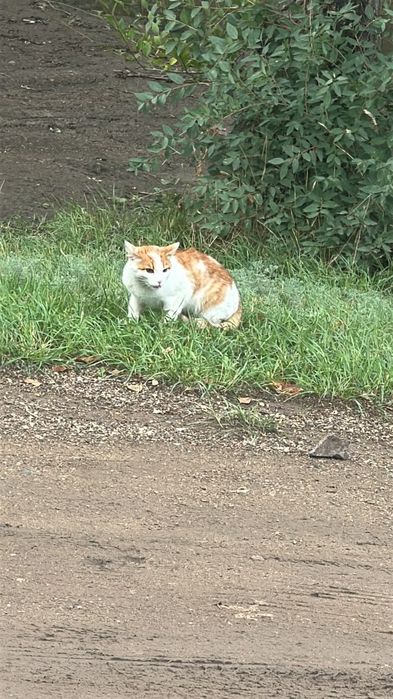Молодой котик ищет дом