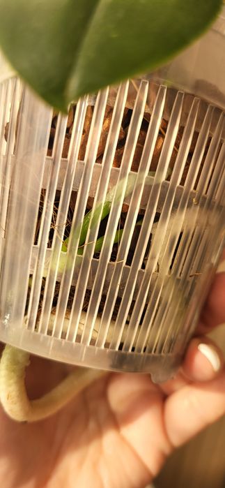 Распродажа Орхидей из домашней коллекции