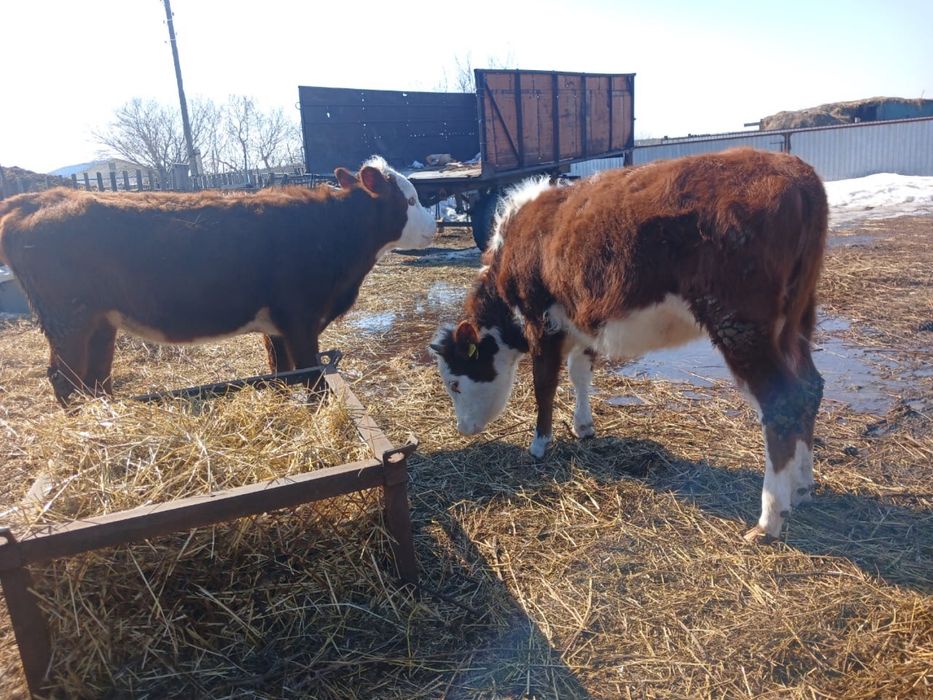 Продам двух телок