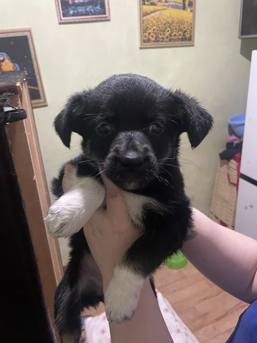 Отдам в добрые руки