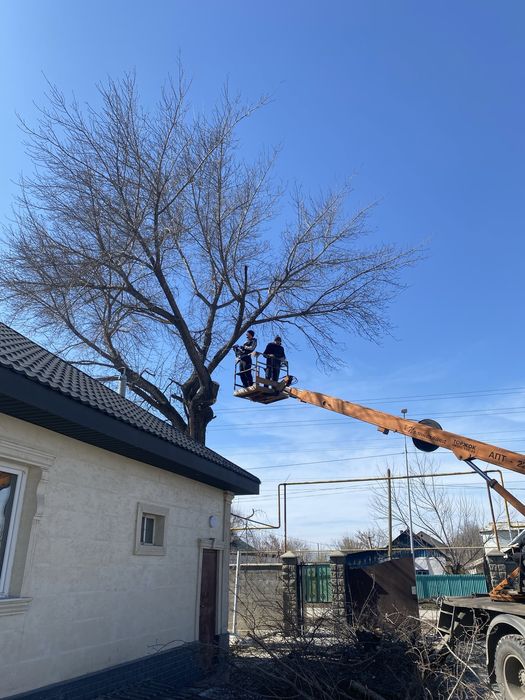 Спил деревьев Алматы Алм.обл