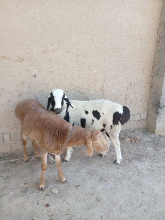 . Qo'chqorla sotiladi